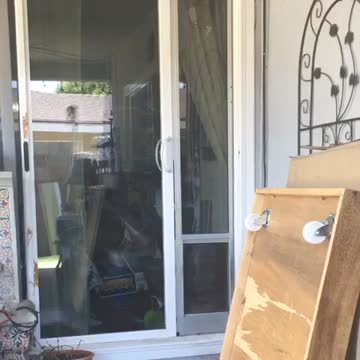 Inteligente loro usa la puerta del perro para salir de la casa