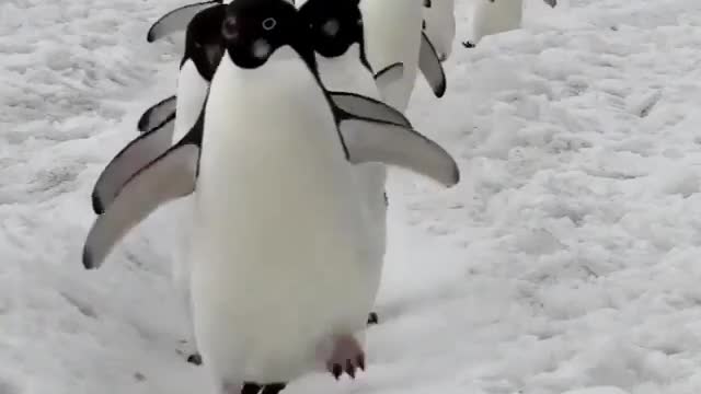 Penguin cute animals funny