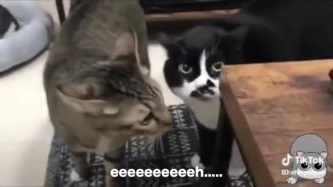 Cats talking !! these cats can speak english better than hooman (part 2)