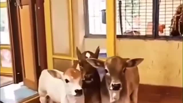 Beautiful baby cow living in the house cuttest video ever