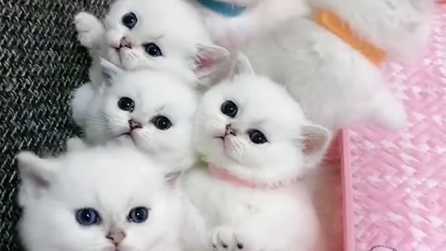 OMG So Cute Cats ♥ Best Funny Cat ❤️🐈Videos 2021 #shorts