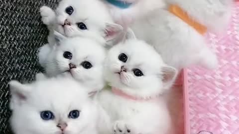 OMG So Cute Cats ♥ Best Funny Cat ❤️🐈Videos 2021 #shorts