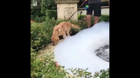Funny Animals / Animal Videos / Animal Videos / 10 MINUTES OF LAUGHTER