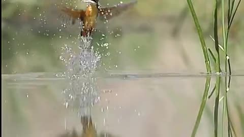 This bird catches fish very well