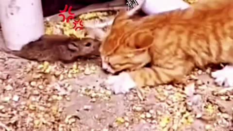 RAT VS CAT 🐈 FUNNY VIDEO #FUNNY ANIMALS