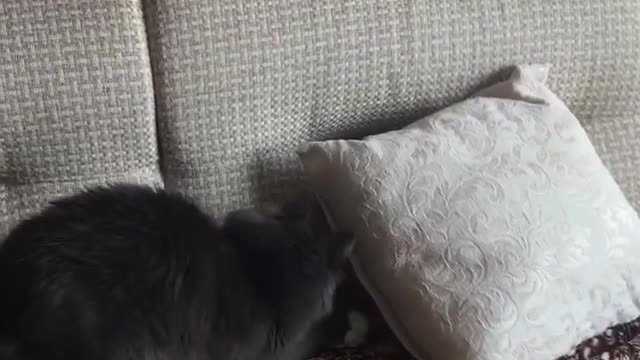 Kesha, catch the ball