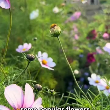 Pinching out plants for a better growth