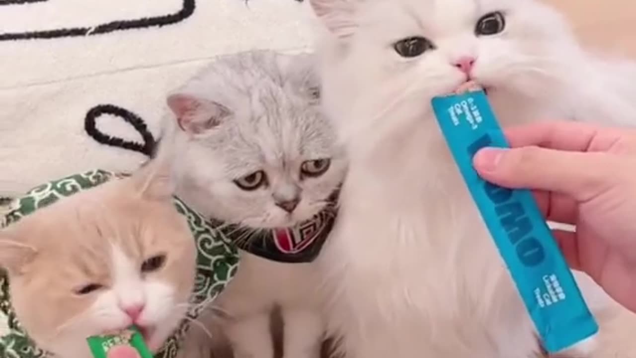 sad cat story 🥹