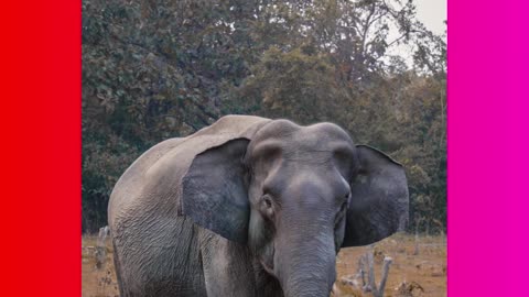 Discovering American Elephants: Majestic Creatures of North America"