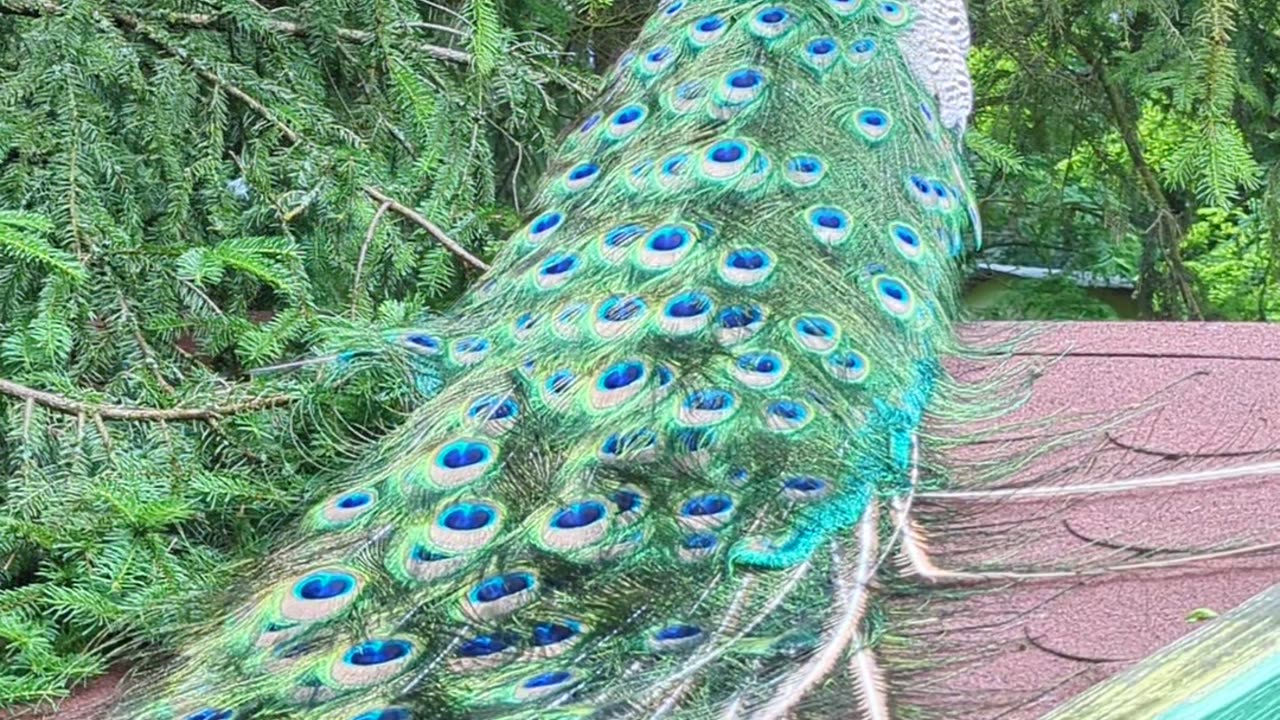 Beautiful peackock