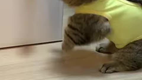 This cute little cat gonna melt your heart😍😍😍