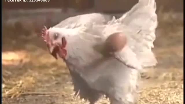 Chicken Laying Egg - Funny Chicken Videos