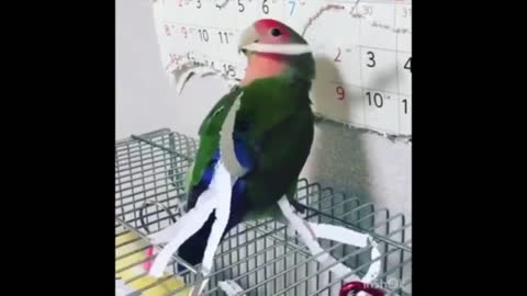 Parrot trying to be white peacock