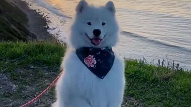 Things To know about Samoyed 🐶🐕 Puppy