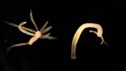Hydra Parasite