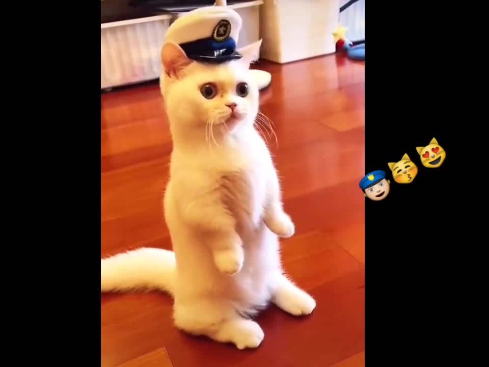 😱😻👮 cute cat video shorts | cute cat funny video | gatto divertente 2021