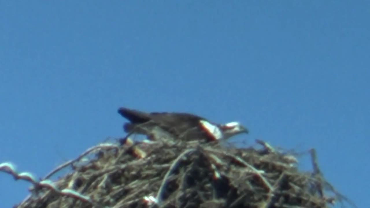 Ospreys building a nest