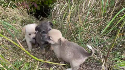 Abandoned Puppies after meeting with us got a new home!