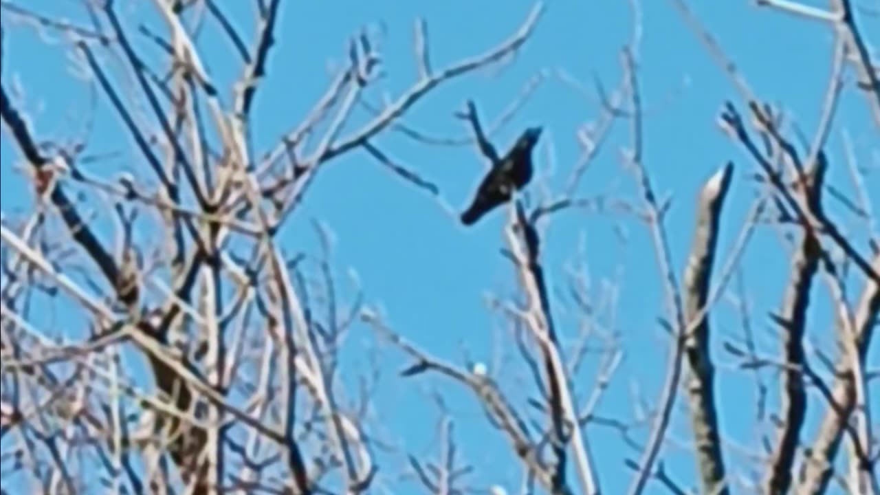 Crow chipping