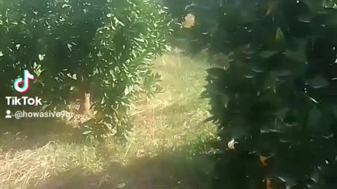 الطبيعة