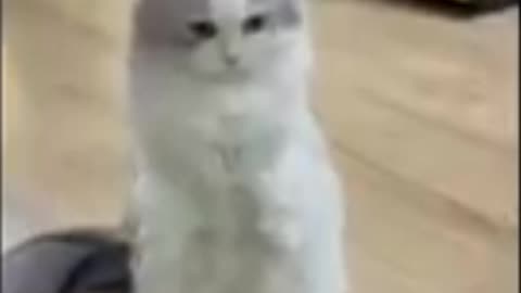 Cat play with girl 😍😍😍 #cat #cats #viral #trending #rumble #shorts
