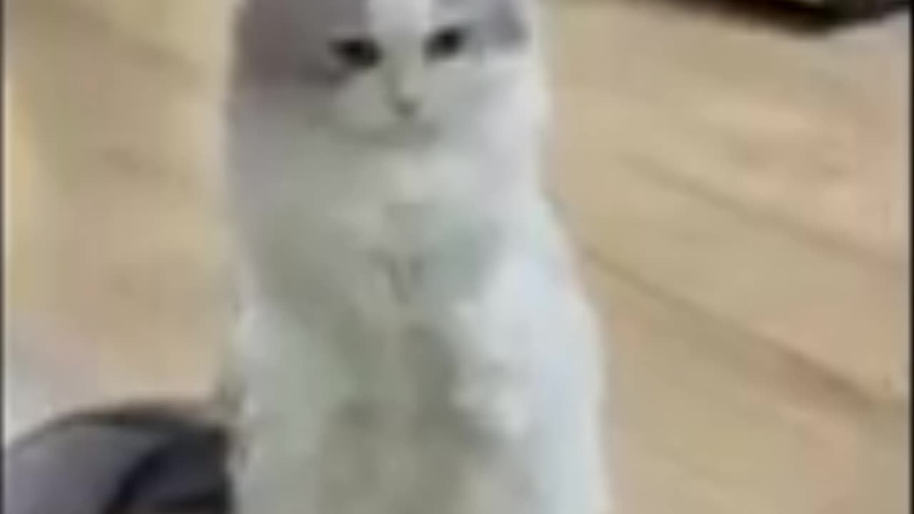 Cat play with girl 😍😍😍 #cat #cats #viral #trending #rumble #shorts