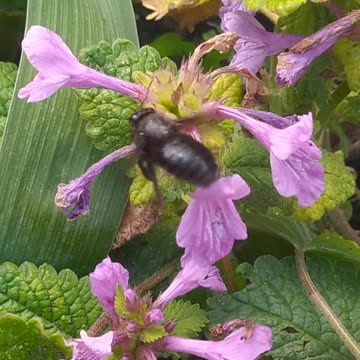 A huge bee in my garden, part 2