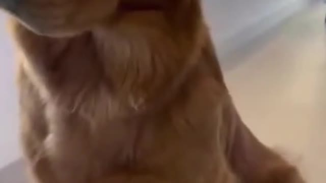 Scratch the dog's ears, it looks like it enjoys it，funny dog, funny pet