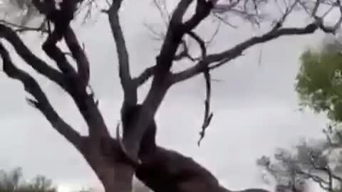 Watch this elephant take down the tree with his head