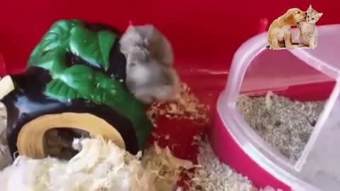 Check Out These Hilarious Hamsters