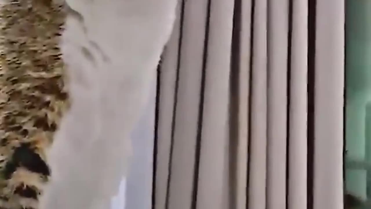funny cat video , you can't stop laugh #funnwithjack