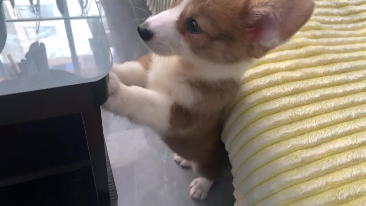 Short legs are starving