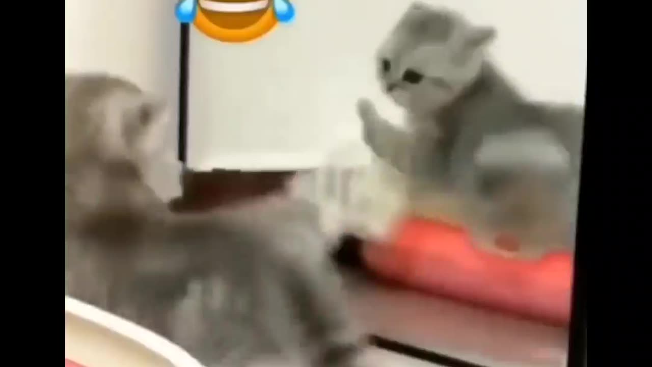 Funny Animals out of control!!