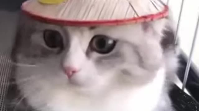 Funny little cats video, Pet video