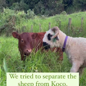 Calf demands sheep friends be returned to his paddock