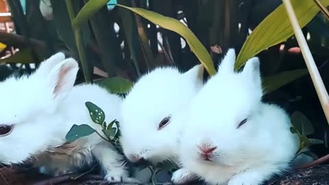 Rabbit lovely best moments | animals lover | beautiful animals | smart animals |life theset