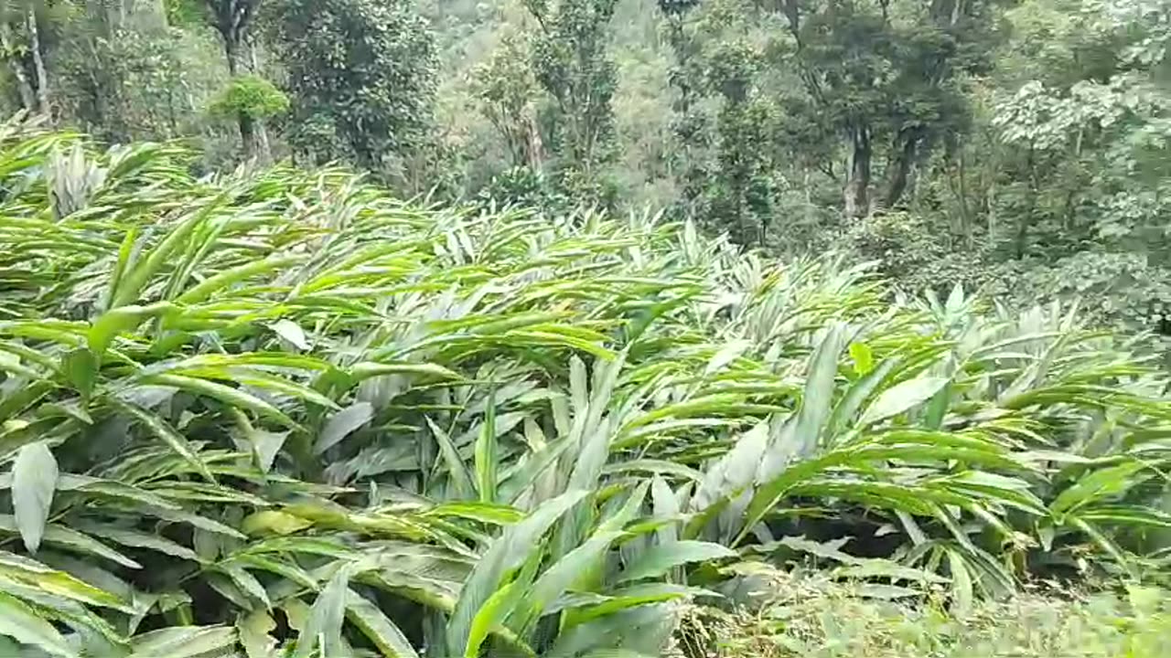 Cardamom elakkai elaichi farm idukki