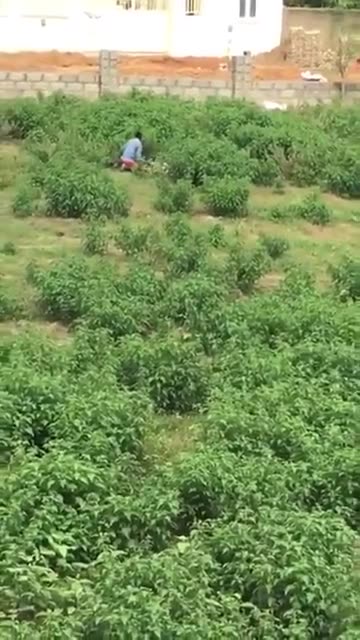 Vesten bliver indvandreret af ægte gede kn€ppere 👳‍♂️