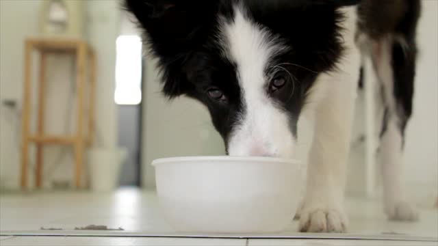 Thirsty dog drinks water.