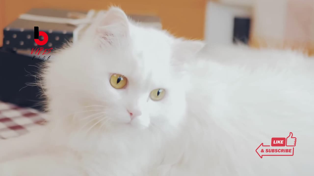 Adorable Kitty Meows and Purr Sounds Compilation