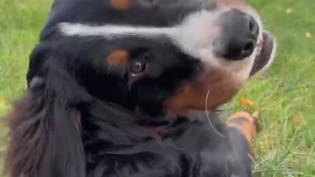 Videos_of_My_Bernese_Mountain_Dog_That_Make_Me_Super_Happy