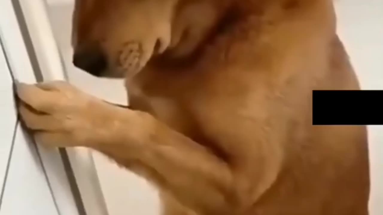 How Dog Reacts video || dog 🐕video