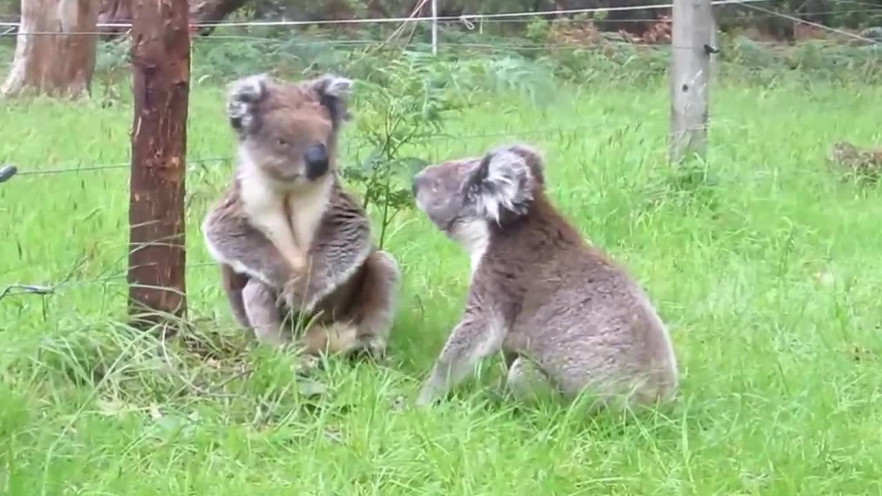 Koala fight lovely