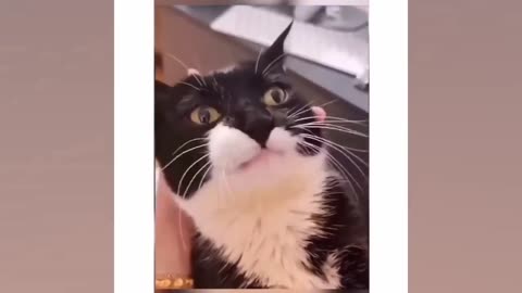 Funny video cat and dogs