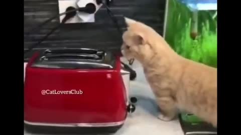 Funny cat videos