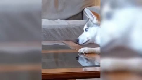 Crazy Animals