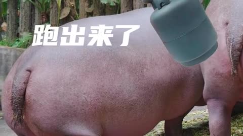 A hippopotamus