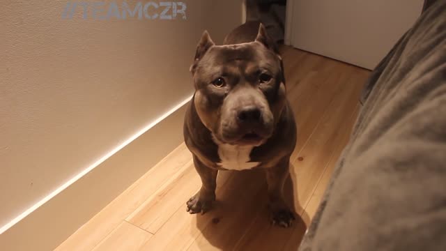 Talking dog Czr. American Bully is so smart