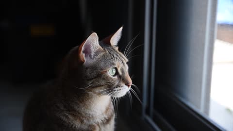 Cute cat waiting for its owner