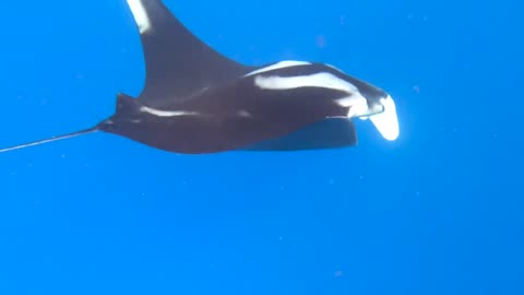 Beautiful Manta Rays Fish #shorts #viral #shortsvideo #video